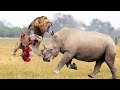 LION MESSED WITH THE WRONG RHINO! LION VS RHINO FIGHT