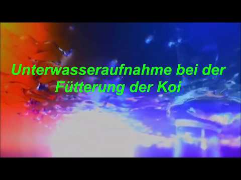 Kamera Test im Koiteich Aufnahme bei der Fütterung