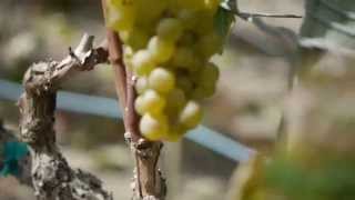 preview picture of video 'Tour Sonoma-Cutrer Vineyards'