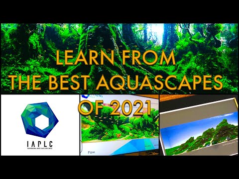 IAPLC 2021 - Analysing the World's Best Aquariums this Year