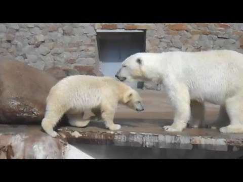 Зоопарк-Белые медведи-какули...