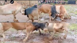 Nyuj sib nraus tau zoo saib heev nawb