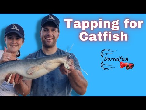 The Tapping technique when Popping for Catfish/Barbel/Baber