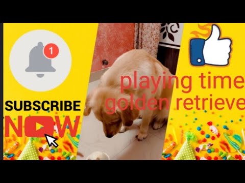 Jor Kore Khelanor Chesta 😂❤️।।Trying To Force Play।। Cute Paco।।