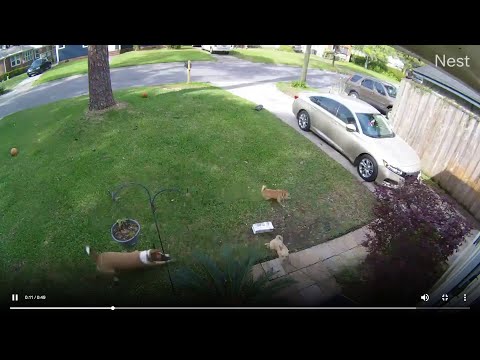 Video shows chaotic moments when dog attacks 2 smaller dogs in Murray Hill