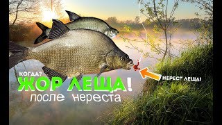 В каком месяце лучше всего клюет лещ
