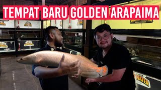 EVAKUASI GOLDEN ARAPAIMA‼️ MASKOT IKAN PREDATOR DI MARKAS @JAMMVLOG