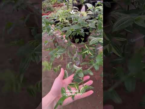 Viveiro de plantas em Bom Jardim de minas perto da Br267 #plantas #flores