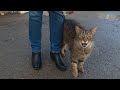 Talkative Cat Meowing Very Loudly