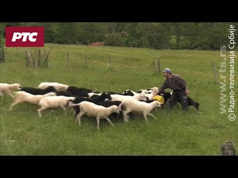 Sasvim prirodno: Staroplaninci, drugi deo