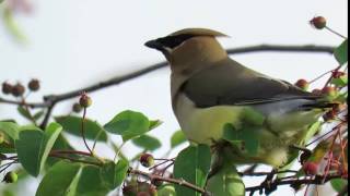 Cedar waxwing