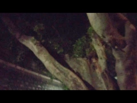 Rua do Arvoredo / 3 - Os Crimes de 1863 do Serial Killer José Ramos