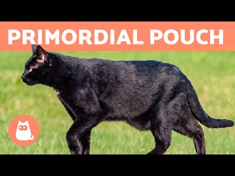 PRIMORDIAL POUCH in CATS 🐈 Why Your Cat Has a Fat Pouch