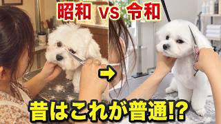 犬との暮らし、こんなに変わった？昭和と令和で変わりすぎた愛犬の飼い方