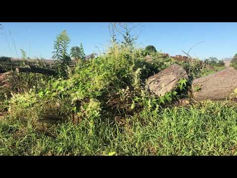 How to identify wild cucumber and how it spreads