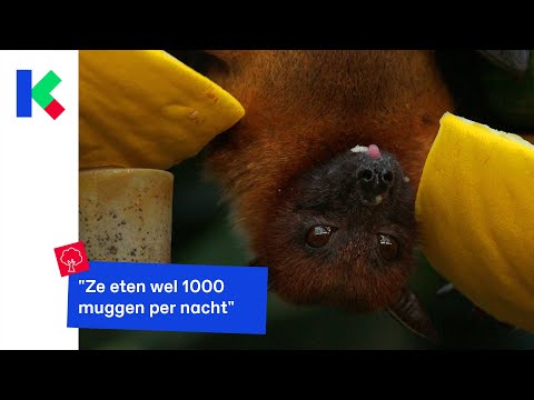 Vleermuizen chillen graag op zolder en dit is waarom