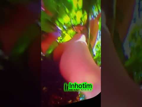 Modern Art inside Inhotim, Minas Gerais, Brasil.