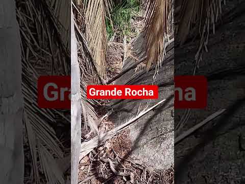 Grande Rocha. #plantas #trilhas #acampamento #nordestearretado #natureza #sertão #agricultor