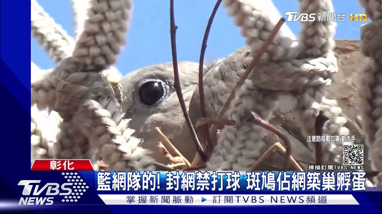 籃網隊的!封網禁打球 斑鳩佔網築巢孵蛋
