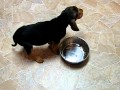 Puppy Brody Eating