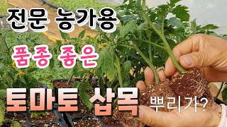 전문 농가용 방울토마토 겹가지 잘라서 삽목 뿌리 활착 쉽게 하는법,  품종 좋은 전문 농가용 겹순  잘라 삼…