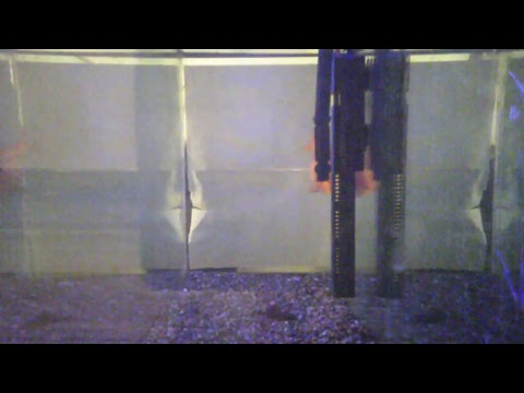 Live Fish Camera