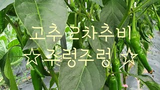 #고추재배방법 #고추 2차추비 주는방법에 따라서 고추 성장이 다른다