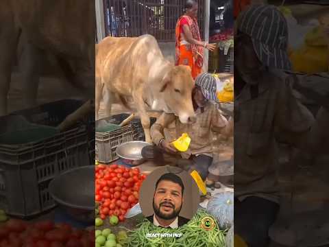 Aisi Zindagi na milegi dubara😍😊#animallovers #cow #cowvideos #foryou #shortvideo #shortsfeed #fyp