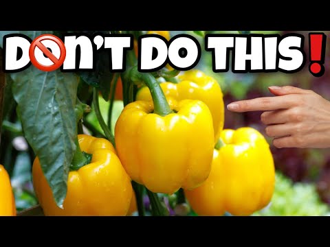 Common Pepper Growing MISTAKES and How to AVOID Them | DON'T Let These Mistakes RUIN YOUR Peppers