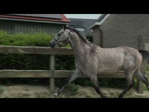 Suhreste van de Pluum ☆ (ZAVATTINI x CASCO) - Video 2 video thumbnail