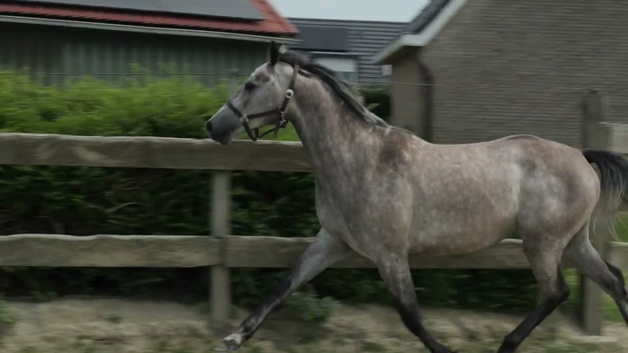 Suhreste van de Pluum ☆ (ZAVATTINI x CASCO) video 1