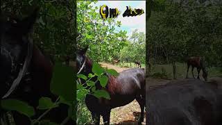 Download lagu Kuda Betina Dekat Kuda Jantan #shorts mp3 Download lagu Kuda Betina Dekat Kuda Jantan #shorts mp3