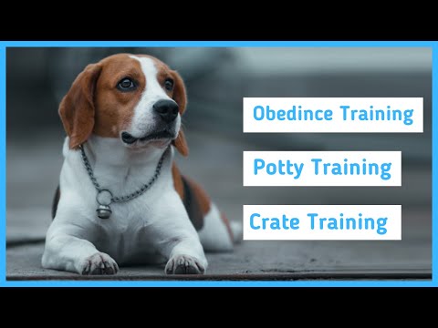 Training a Beagle - Obedience, Potty & Crate Training