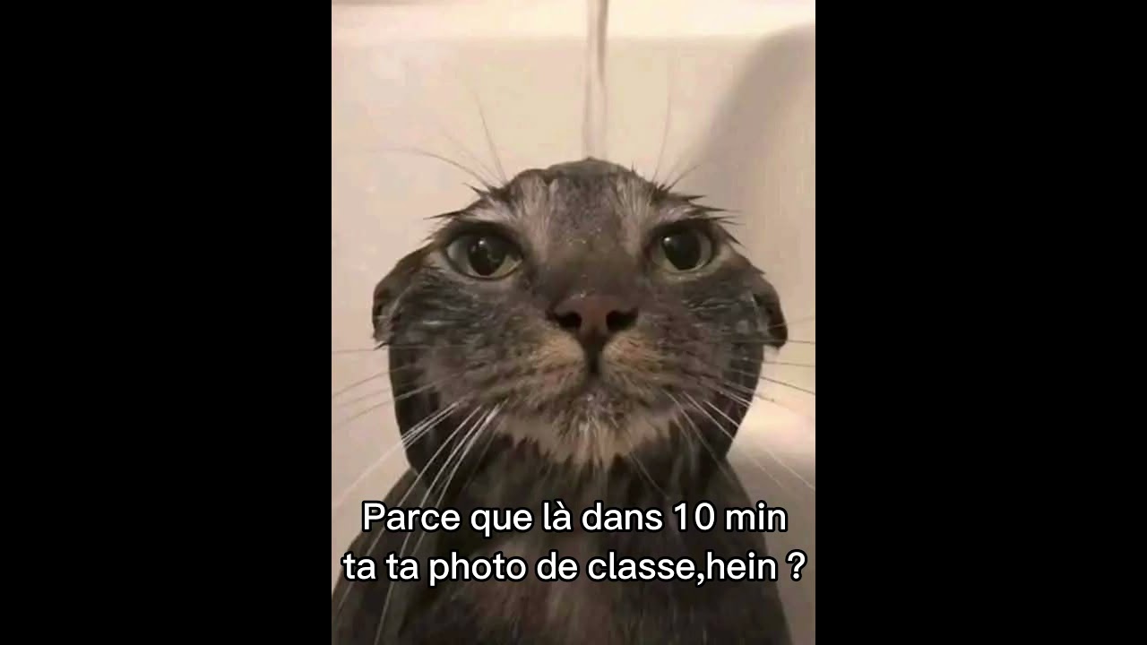 #chat #humour #drôle