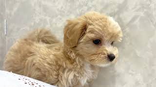 ハーフ犬の動画01