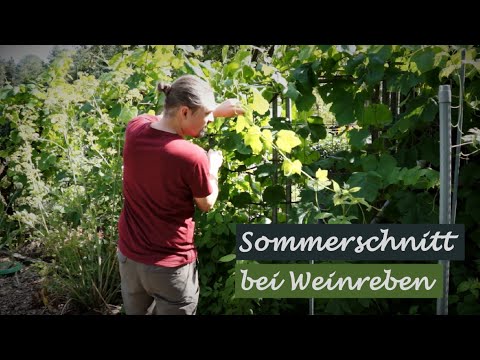 Sommerschnitt bei Weinreben - Brauch ich das und wie klappt's richtig?
