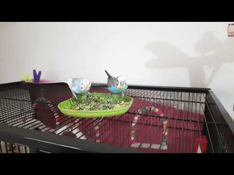 Micro Greens For Micro Birbs 🐦 🍀