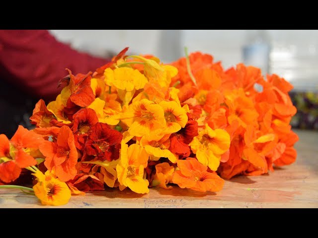 Yenilebilir 9 Cicek Turu Ile Zarif Sunumlar Nefis Yemek Tarifleri