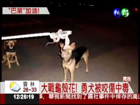 勇犬大戰龜殼花 狗爪單挑蛇牙