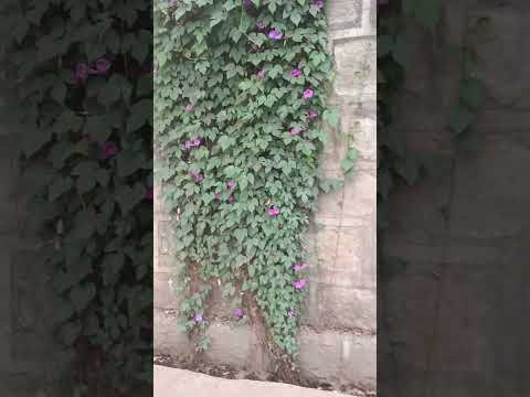 natural  forest/የተፈጥሮ  ደን #donkey tubehope music ethiopianew