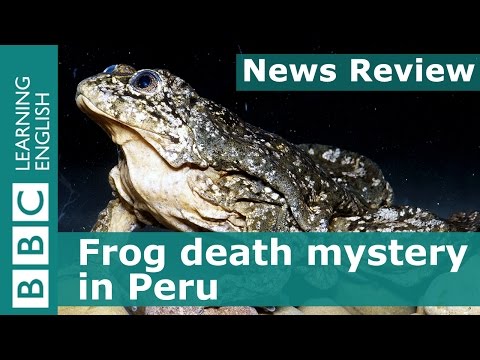 BBC News Review: Frog death mystery in Peru