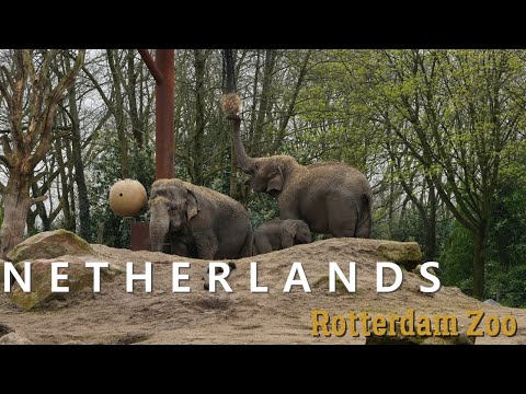 Rotterdam Zoo: Diergaarde Blijdorp full video in 4K​