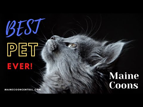 Do Maine Coons Make Good Pets?