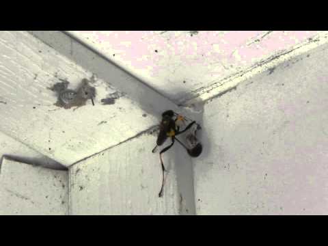 Black-and-yellow Mud Dauber vs spider