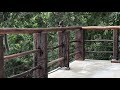 Sri Lankan Bird Call
