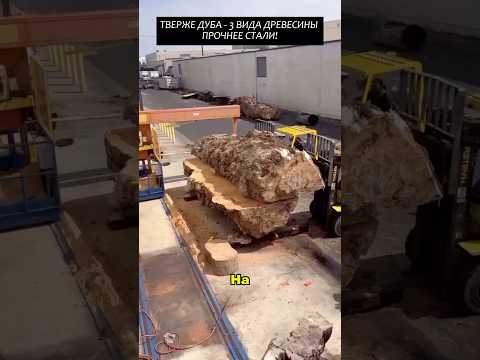 Тверже дуба - 3 вида древесины прочнее стали! #2025 #новости #viral #факты