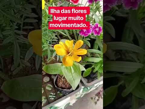 Ilha das flores temos variedades.
