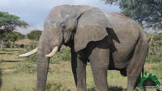 Trek Gorilla Safaris - 128