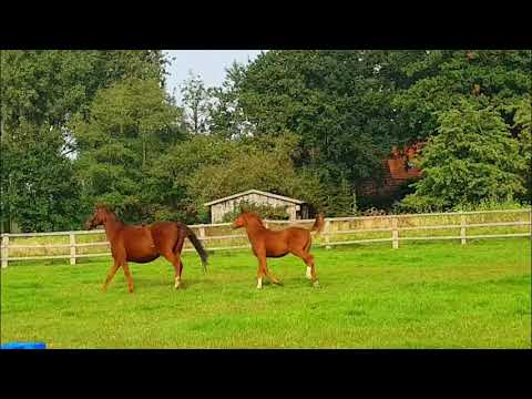 Belissimo x DiMaggio