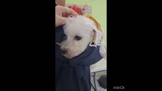 Video preview image #1 Maltese Puppy For Sale in Seattle, WA, USA